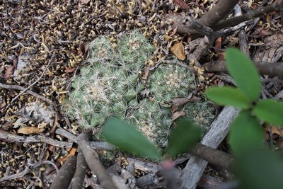 Coryphantha nickelsiae, photographed by Francisco Martínez González