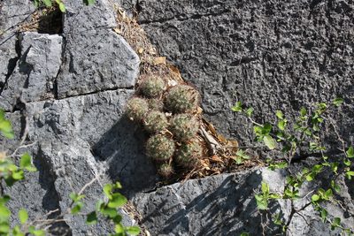 Pelecyphora emskoetteriana, photographed by Francisco Martínez González