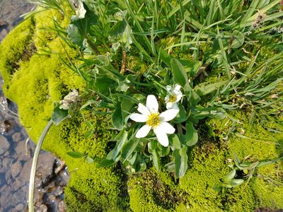 Caltha leptosepala, photographed by Drew Meyer