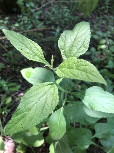 Salvia chapmanii, photographed by John Kees