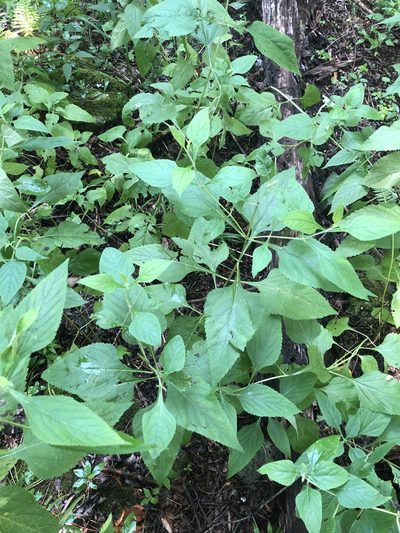Salvia chapmanii, photographed by John Kees