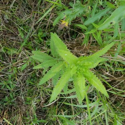 Pedicularis lanceolata, photographed by erothsch