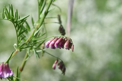Vicia megalotropis, photographed by Марина Садыкова