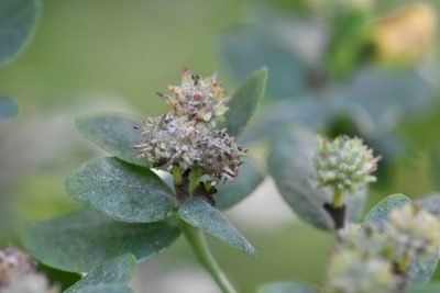 Euphorbia pilosa, photographed by Марина Садыкова