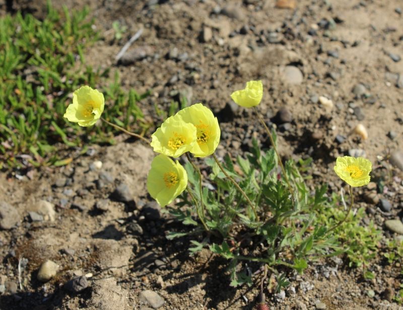 Oreomecon pulvinata, photographed by nina_nesterova