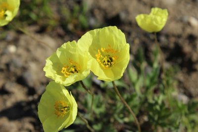 Oreomecon pulvinata, photographed by nina_nesterova