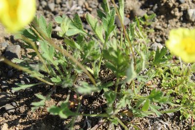 Oreomecon pulvinata, photographed by nina_nesterova