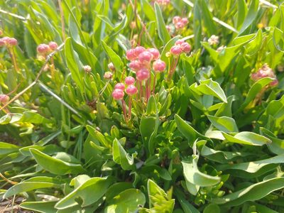 Kalmia microphylla, photographed by Drew Meyer