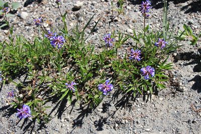 Penstemon procerus, photographed by Paul McClellan