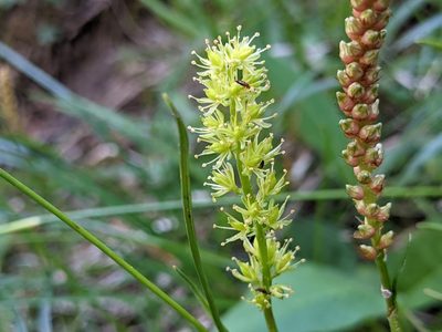Tofieldia calyculata, photographed by agosti
