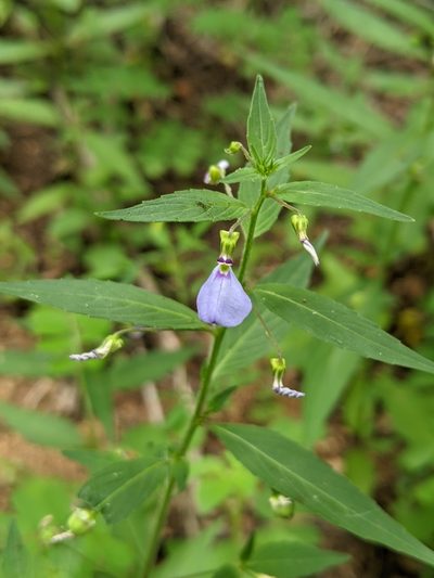 Pombalia glabra, photographed by José Garrido