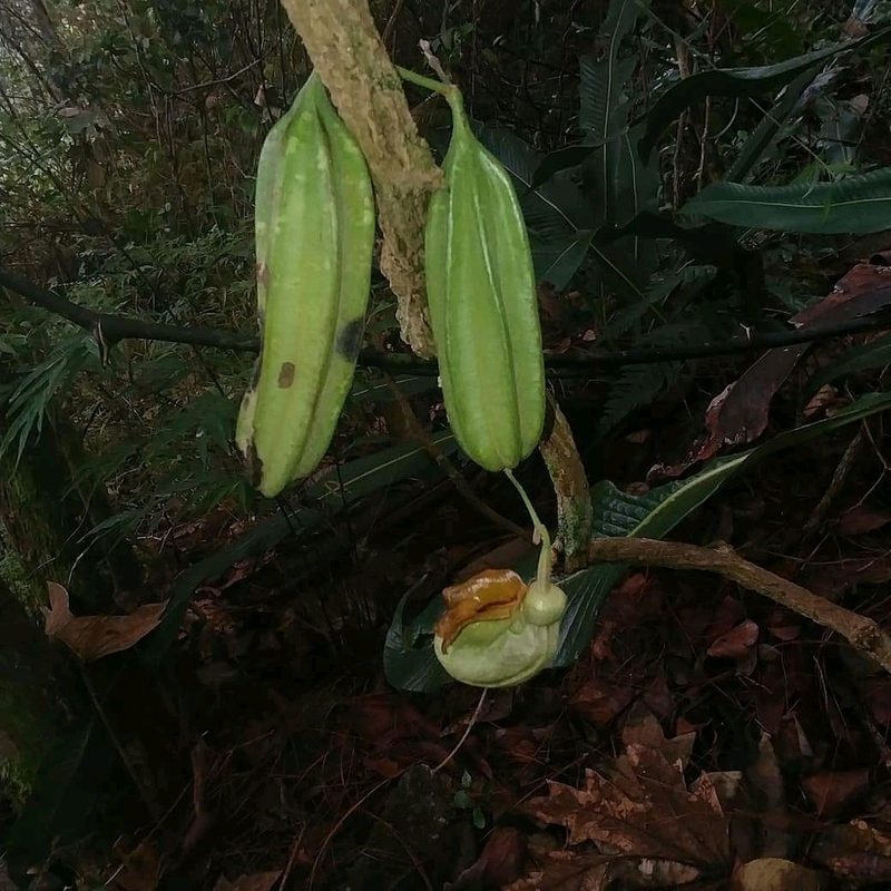 Aristolochia stevensii, photographed by Olvin Wilfredo Oyuela