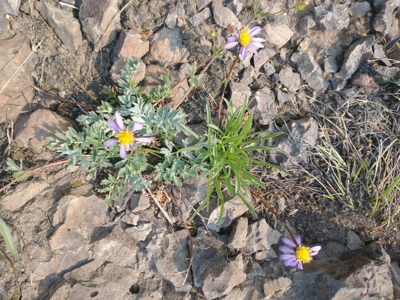 Oreostemma alpigenum, photographed by Drew Meyer