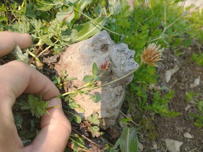 Trifolium longipes, photographed by Drew Meyer