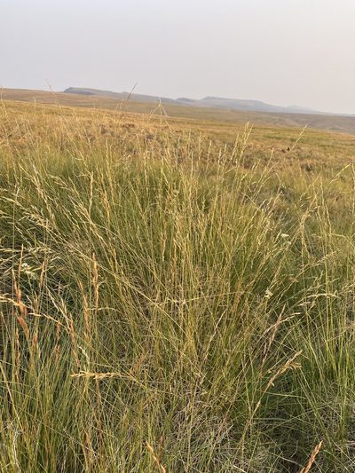 Festuca campestris, photographed by Matt Berger
