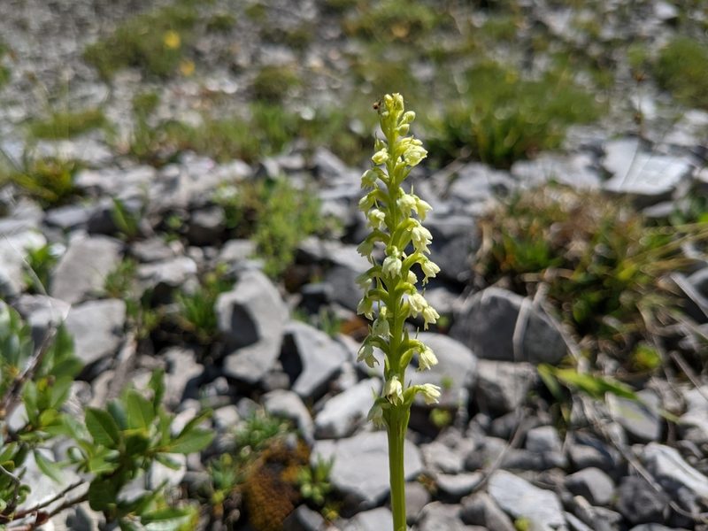 Pseudorchis albida, photographed by agosti