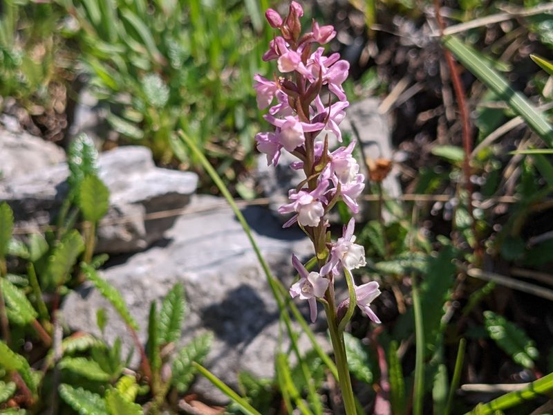 Gymnadenia odoratissima, photographed by agosti