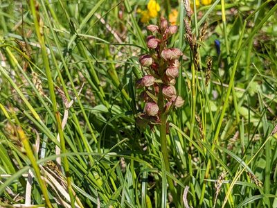 Dactylorhiza viridis, photographed by agosti