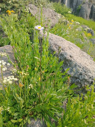Symphyotrichum spathulatum, photographed by Drew Meyer