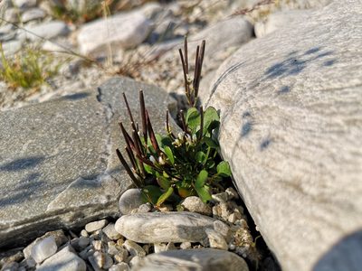 Cardamine bellidifolia, photographed by Jens-Christian Svenning