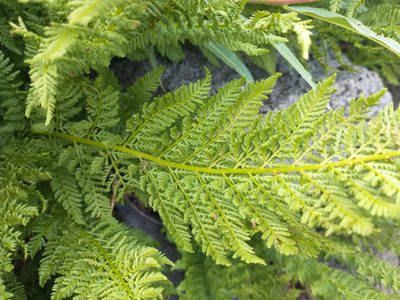 Athyrium americanum, photographed by Drew Meyer