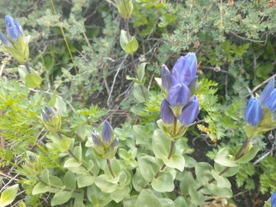 Gentiana affinis, photographed by Drew Meyer