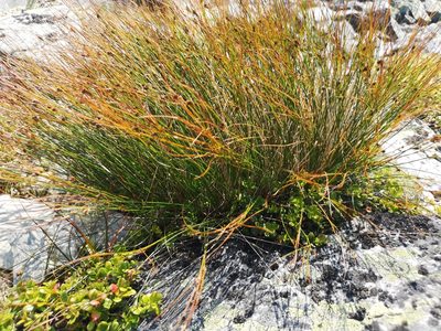 Oreojuncus trifidus, photographed by Jens-Christian Svenning