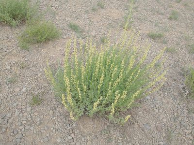 Artemisia michauxiana, photographed by Drew Meyer