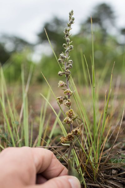 Epipactis kleinii, photographed by Tim Johnson