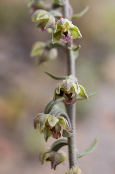 Epipactis kleinii, photographed by Tim Johnson