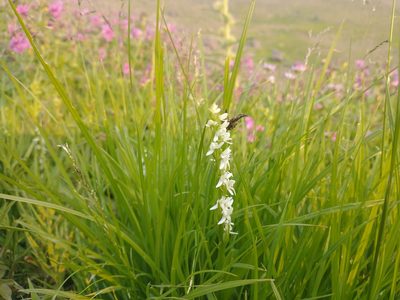 Platanthera dilatata, photographed by Drew Meyer