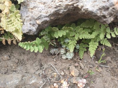 Sedum debile, photographed by Drew Meyer
