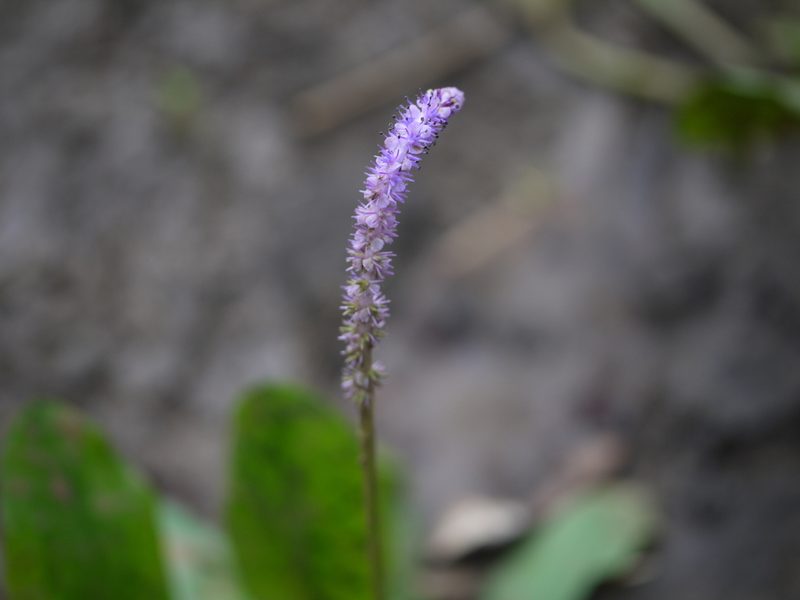 Aponogeton bruggenii, photographed by Dinesh Valke