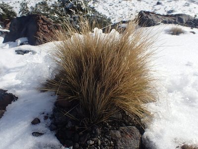 Rytidosperma setifolium, photographed by Javier