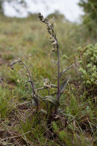 Epipactis kleinii, photographed by Tim Johnson