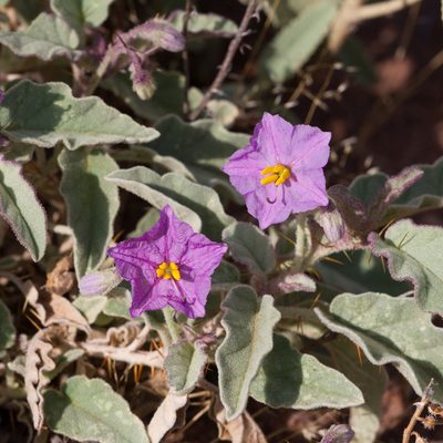 Solanum lithophilum, photographed by Kym Nicolson