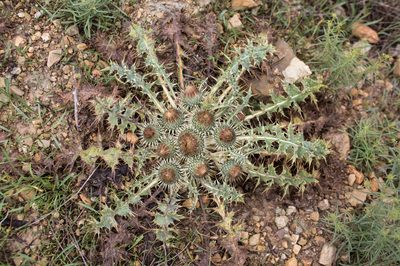 Onopordum acaulon, photographed by Tim Johnson