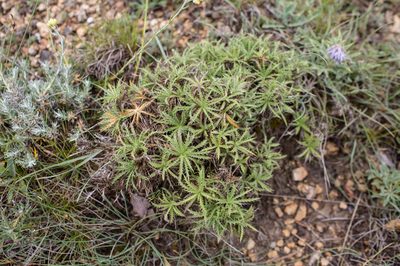 Atractylis humilis, photographed by Tim Johnson