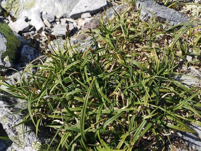 Carex bigelowii, photographed by Jens-Christian Svenning
