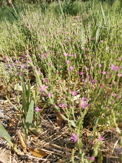 Schenkia spicata, photographed by Ljaž