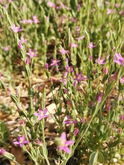 Schenkia spicata, photographed by Ljaž