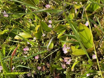 Lysimachia tenella, photographed by James Clow
