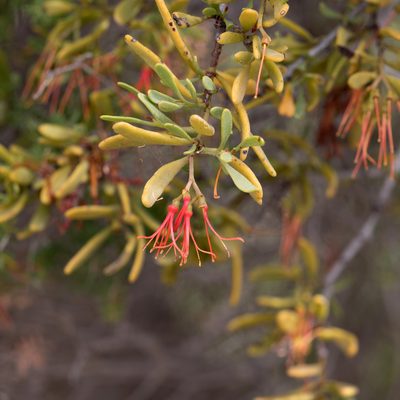 Amyema melaleucae, photographed by Kym Nicolson