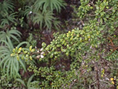 Coprosma pseudocuneata, photographed by Javier