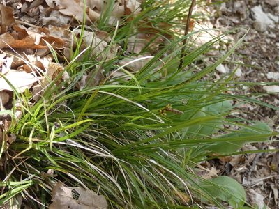 Carex halleriana, photographed by Yves Bas