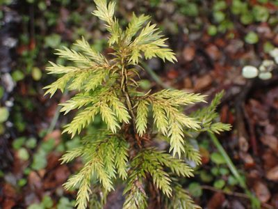 Libocedrus bidwillii, photographed by Javier