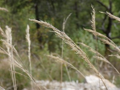 Achnatherum calamagrostis, photographed by Yves Bas