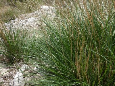 Achnatherum calamagrostis, photographed by Yves Bas
