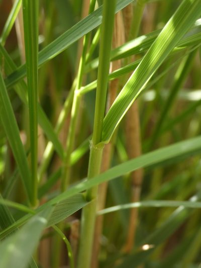 Achnatherum calamagrostis, photographed by Yves Bas