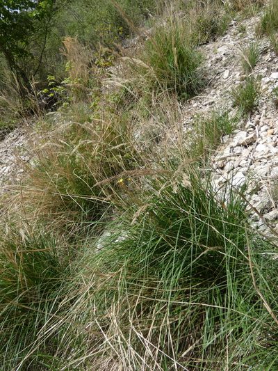 Achnatherum calamagrostis, photographed by Yves Bas